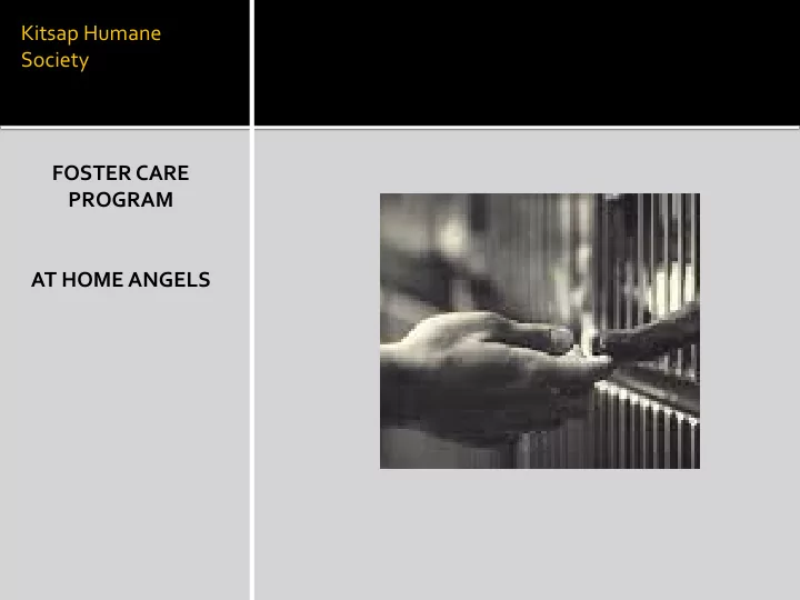 kitsap humane society foster care program at home angels