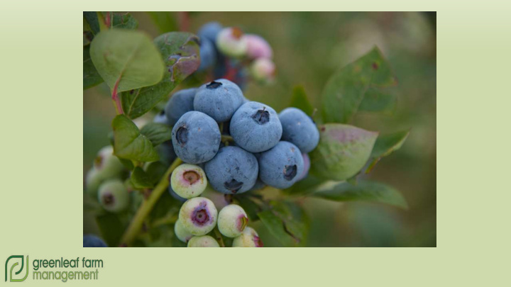 organic blueberry production