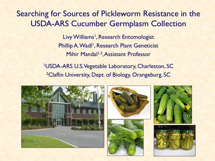 searching for sources of pickleworm resistance in the