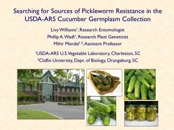 Searching for Sources of Pickleworm Resistance in the  USDA-ARS Cucumber Germplasm Collection Livy