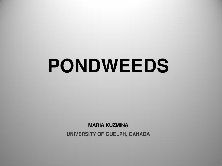 pondweeds