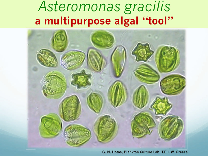 who is who of asteromonas gracilis