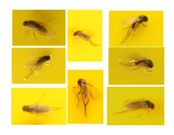 Agenda  1. Introduction  2. What we have done  3. What we know and have observed  4. What we do not