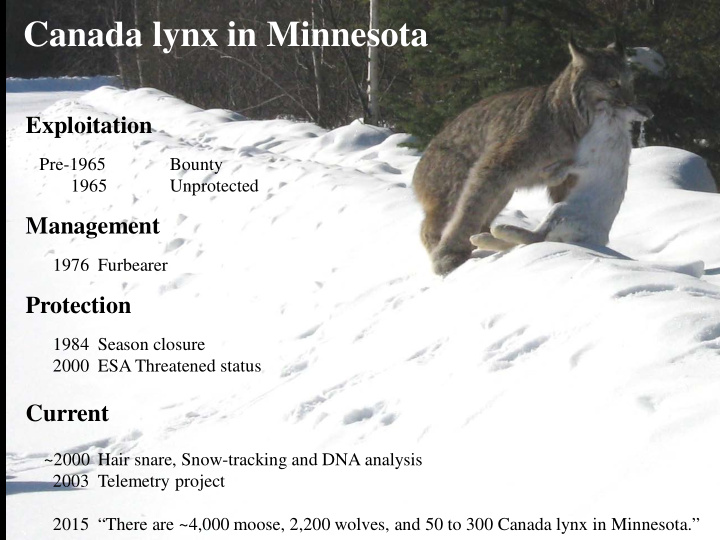 canada lynx in minnesota