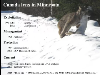Canada lynx in Minnesota  Exploitation  Pre-1965  Bounty  1965  Unprotected  Management  1976