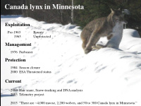 canada lynx in minnesota