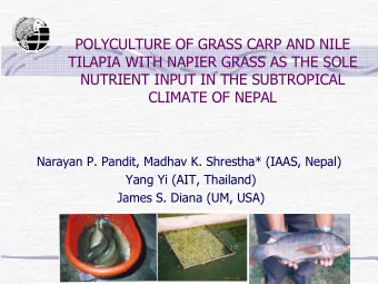 POLYCULTURE OF GRASS CARP AND NILE  TILAPIA WITH NAPIER GRASS AS THE SOLE  NUTRIENT INPUT IN THE