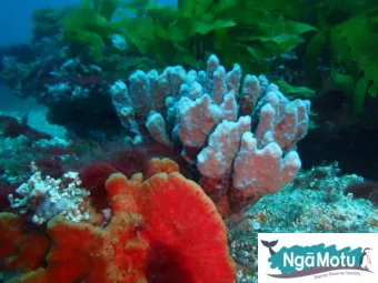 Ministry for the Environment report (2016): adaptive  management in relation to seabed mining: