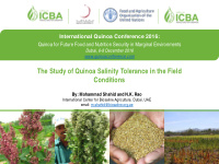 the study of quinoa salinity tolerance in the field