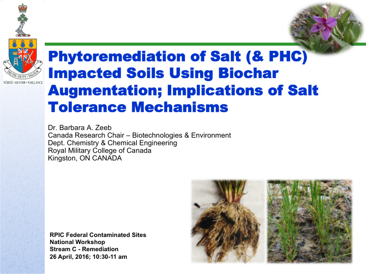 phytoremediation of salt amp phc phytoremediation of salt