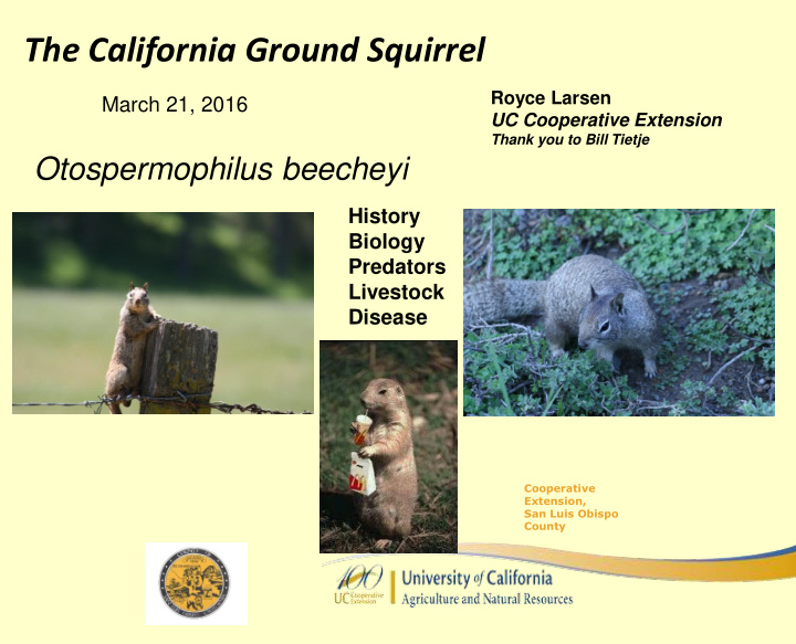 the california ground squirrel