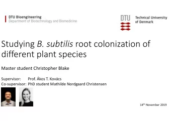 Studying B. subtilis root colonization of  different plant species  Master student Christopher