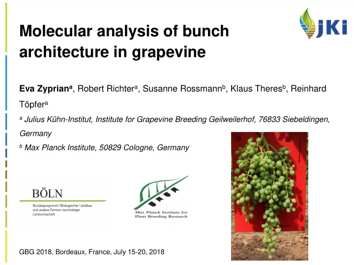 molecular analysis of bunch