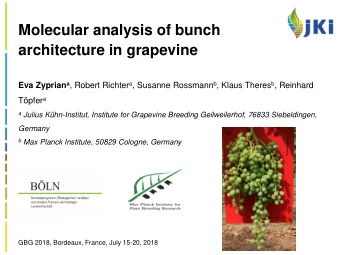Molecular analysis of bunch  architecture in grapevine Eva Zyprian a , Robert Richter a , Susanne