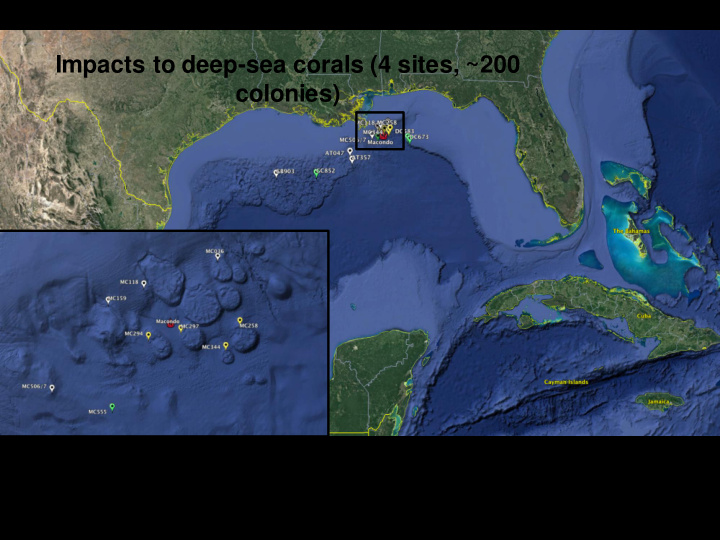 impacts to deep sea corals 4 sites 200 colonies activity