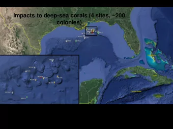 Impacts to deep-sea corals (4 sites, ~200  colonies)  Activity around the largest reef in the Gulf