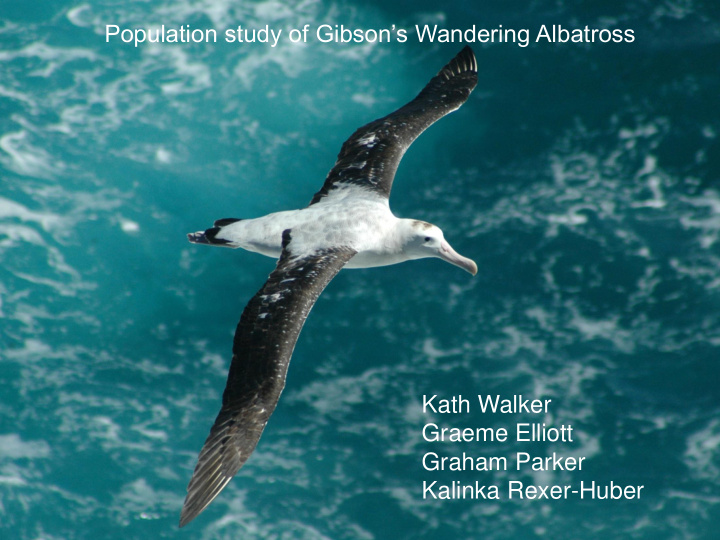 population study of gibson s wandering albatross kath