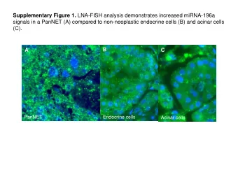 Supplementary Figure 1. LNA-FISH analysis demonstrates increased miRNA-196a  signals in a PanNET
