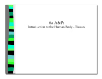 6a a p introduction to the human body tissues 6a a p