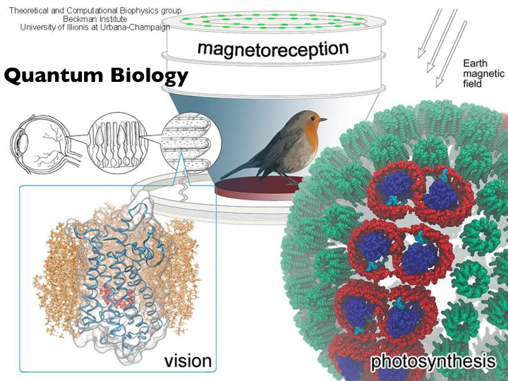 quantum biology where does qm come into play