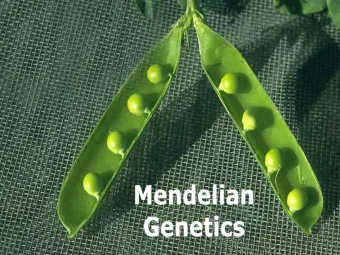 Gregor Johann Mendel  1822- 1884  Austrian monk  Experimented with pea  plants  He
