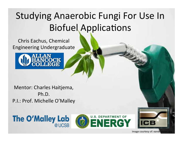 studying anaerobic fungi for use in biofuel applica9ons
