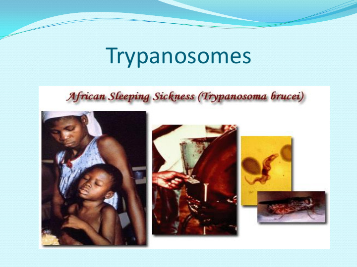 trypanosomes is parasite transmitted by tsetse fly