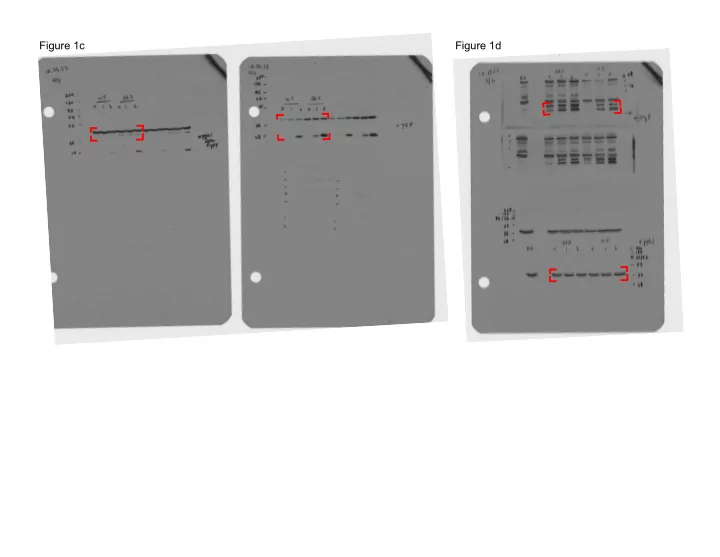 figure 1c figure 1d figure 1g figure 1f supplementary