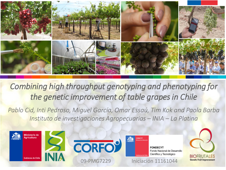the gen enetic im improvement of of table grapes in in