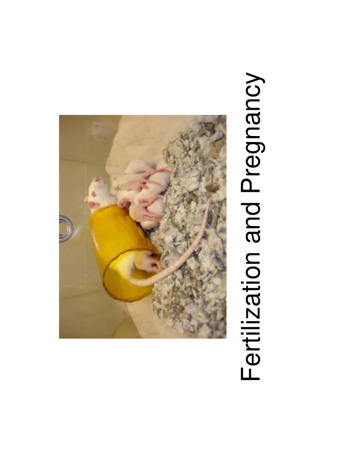 fertilization and pregnancy fertilization