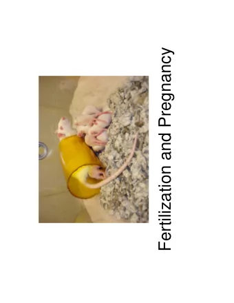 Fertilization and Pregnancy  Fertilization   Sperm arrive at the  uterotubule junction