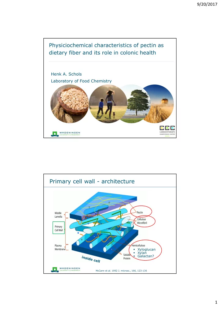 primary cell wall architecture