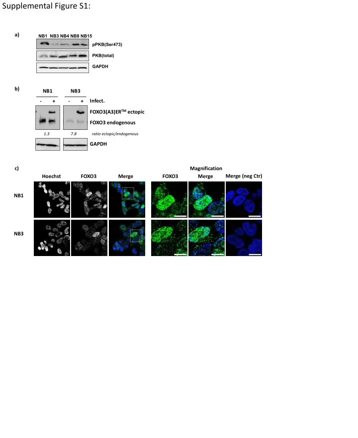 supplemental figure s1