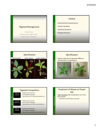 Outline  Identification/Competitiveness  Pigweed Management  Genetic Variability  Pigweed
