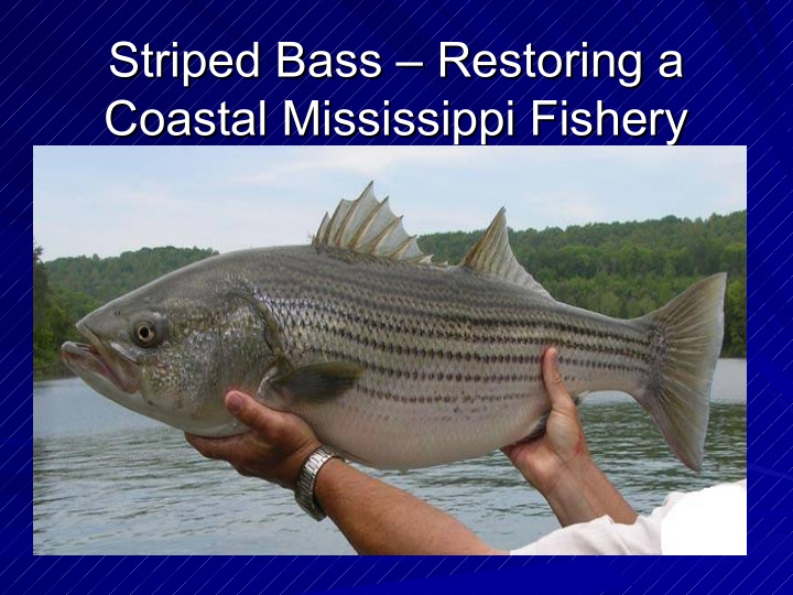 striped bass restoring a striped bass restoring a coastal