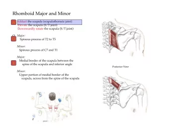 A  O  I     Posterior View A  O  I     Posterior View A  O  I