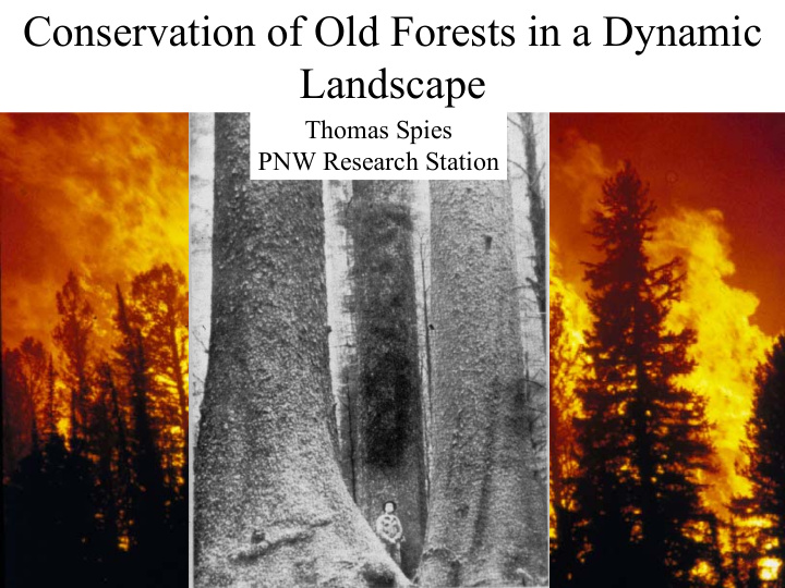 conservation of old forests in a dynamic landscape
