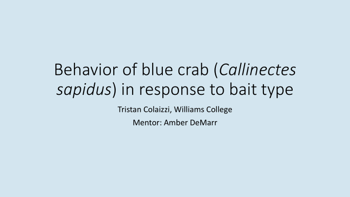 behavior of blue crab callinectes sapidus in response to