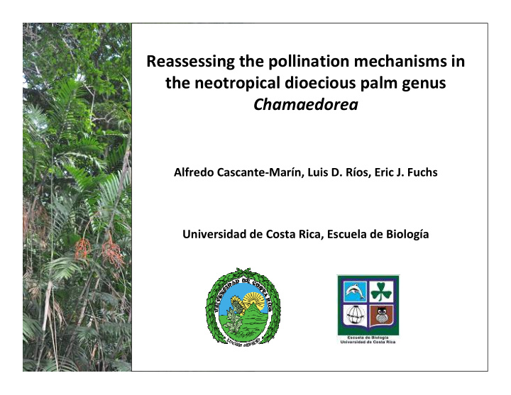 reassessing the pollination mechanisms in the neotropical