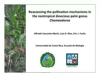 Reassessing the pollination mechanisms in  the neotropical dioecious palm genus  Chamaedorea