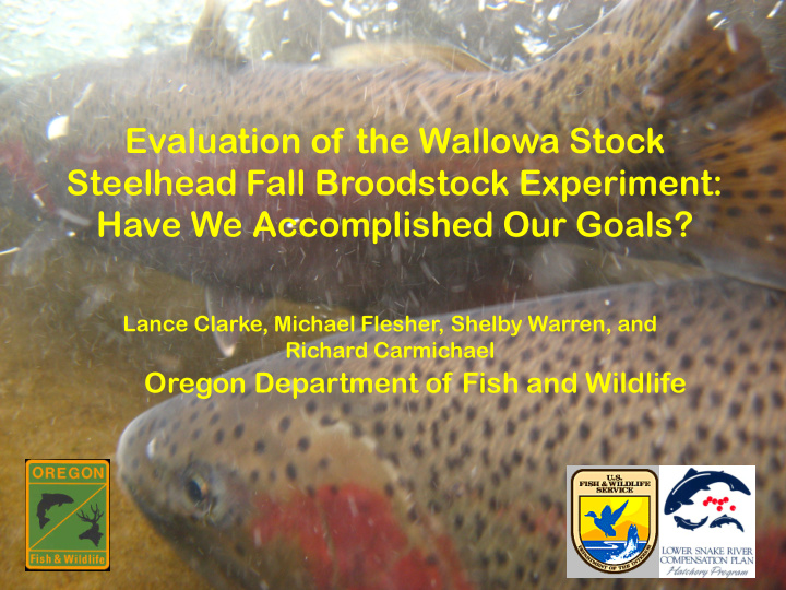 evaluation of the wallowa stock steelhead fall broodstock