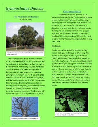Gymnocladus Dioicus  Characteristics  This perennial tree is a member of the  The Kentucky