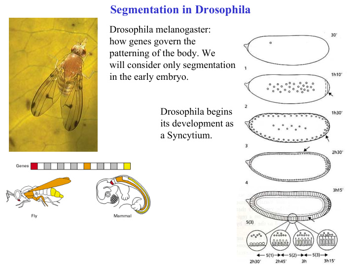 segmentation in drosophila