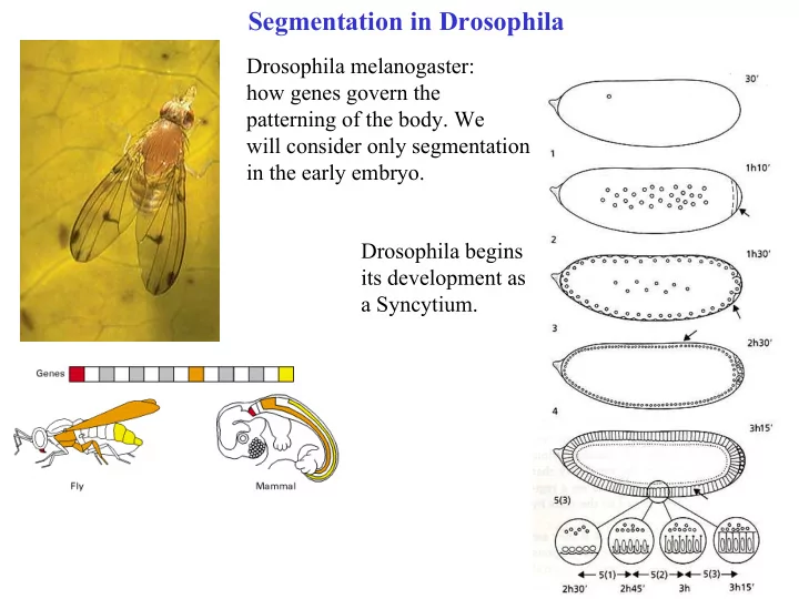 segmentation in drosophila