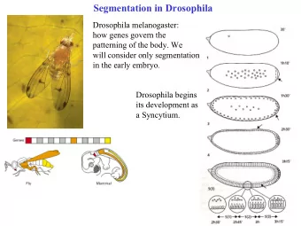 Segmentation in Drosophila  Drosophila melanogaster:  how genes govern the  patterning of the body.