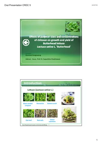 Introduction Lettuce ( Lactuca sativa L.)  Romanine  Buttercrunch Black seeded  simpson Sweet Oak