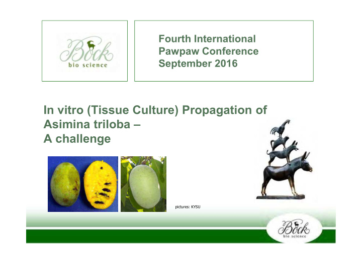 in vitro tissue culture propagation of asimina triloba a