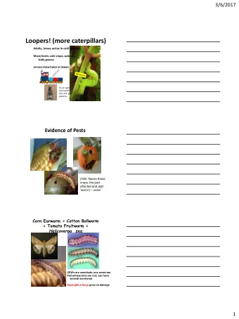 Loopers! (more caterpillars)  Adults, larvae active in cold weather  Many hosts: cole crops,