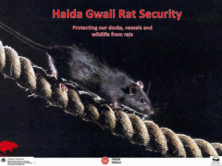 why the concern about rats on haida gwaii