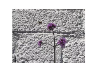 KLS Kehillah Garden  Derelict Portakabin and scruffy car park  Garden suggested, not met with